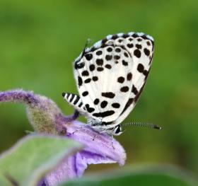 thumbs/butterfly-Forest Pierrot.jpg.jpg